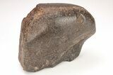 Chondrite Meteorite ( g) - Western Sahara Desert #208168-2